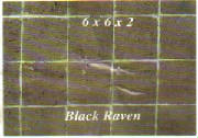 blackraven1.jpg